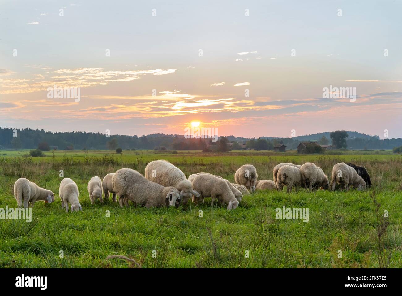 Weide im Haarmoos BEI Sonnenuntergang Banque D'Images