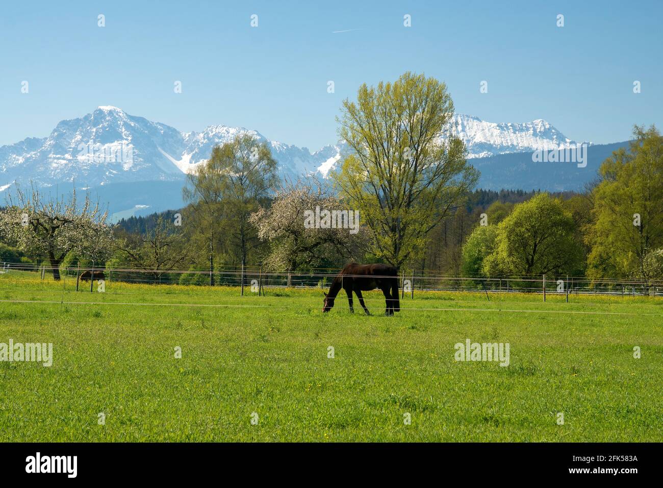 Pferde graben auf der Frühlingswese Banque D'Images