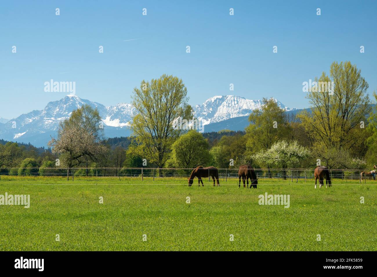 Pferde graben auf der Frühlingswese Banque D'Images