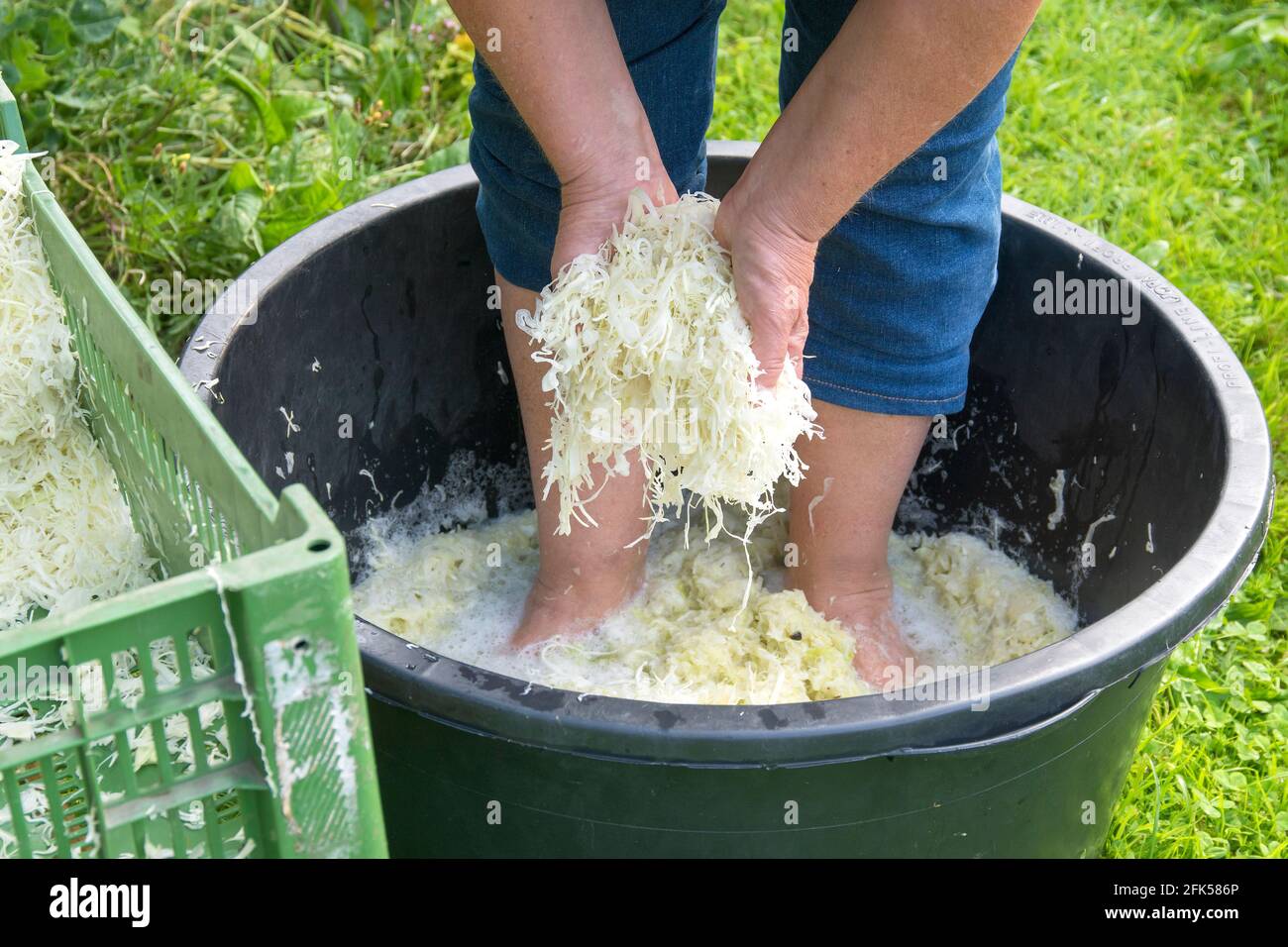 Saugerkraut einmachen im Gärtopf Banque D'Images
