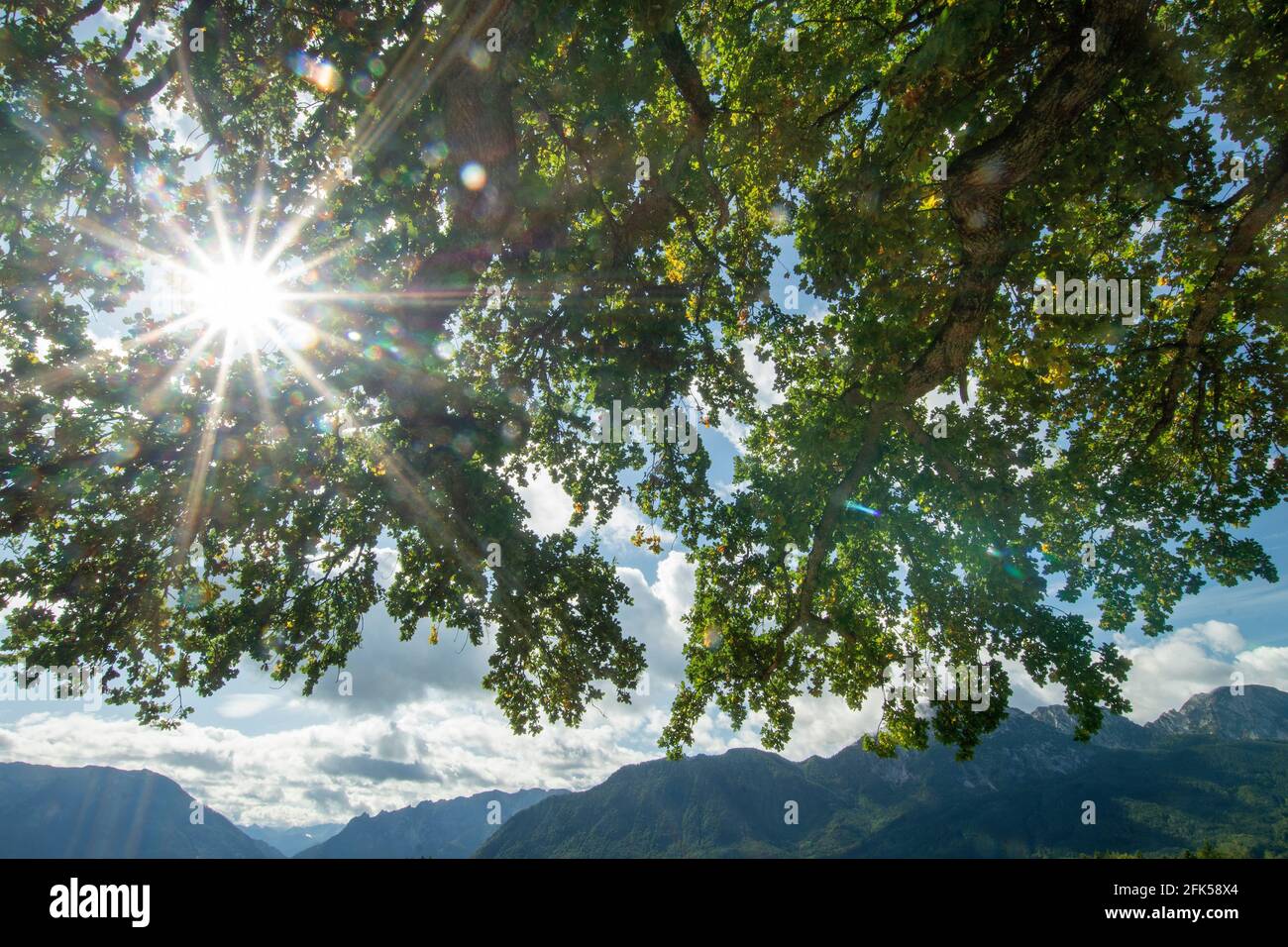 Sonnenstimmung - Eiche - in der Gemeinde anger am Högl (Bannhögl) mit den Gipfeln der nahen Alpenkette im hintergrund Banque D'Images