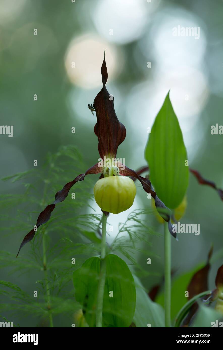 Orchidée-slipper en fleur, Cypripedium calceolus Banque D'Images
