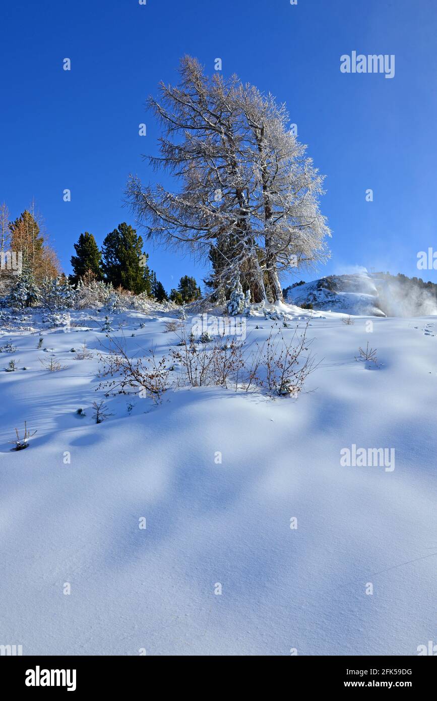 Un mélèze recouvert de neige en hiver Banque D'Images