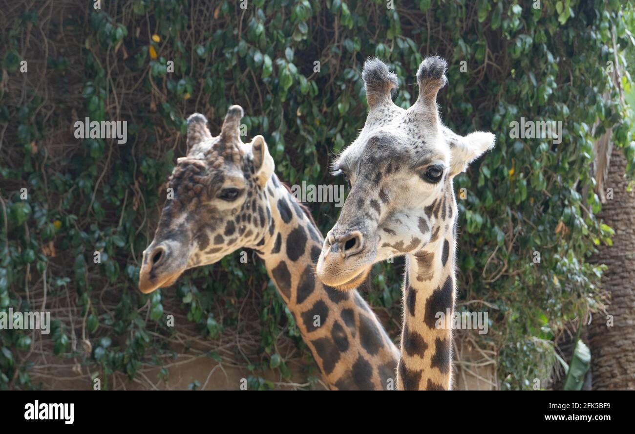 Deux girafes Masai au zoo de Los Angeles Banque D'Images