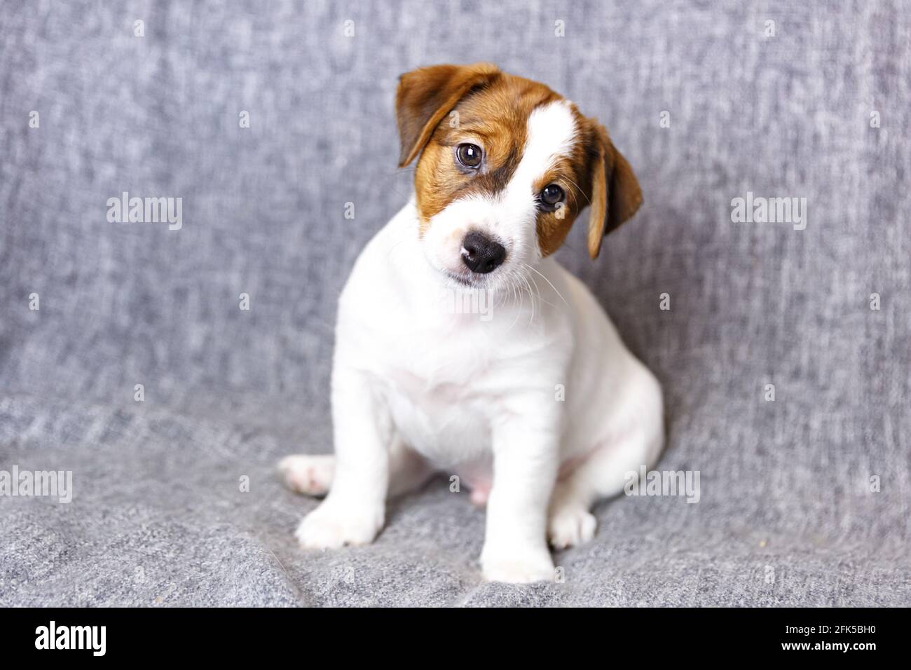 Puppy Jack russell terrier assis, regardant l'appareil photo sur un fond gris. Banque D'Images