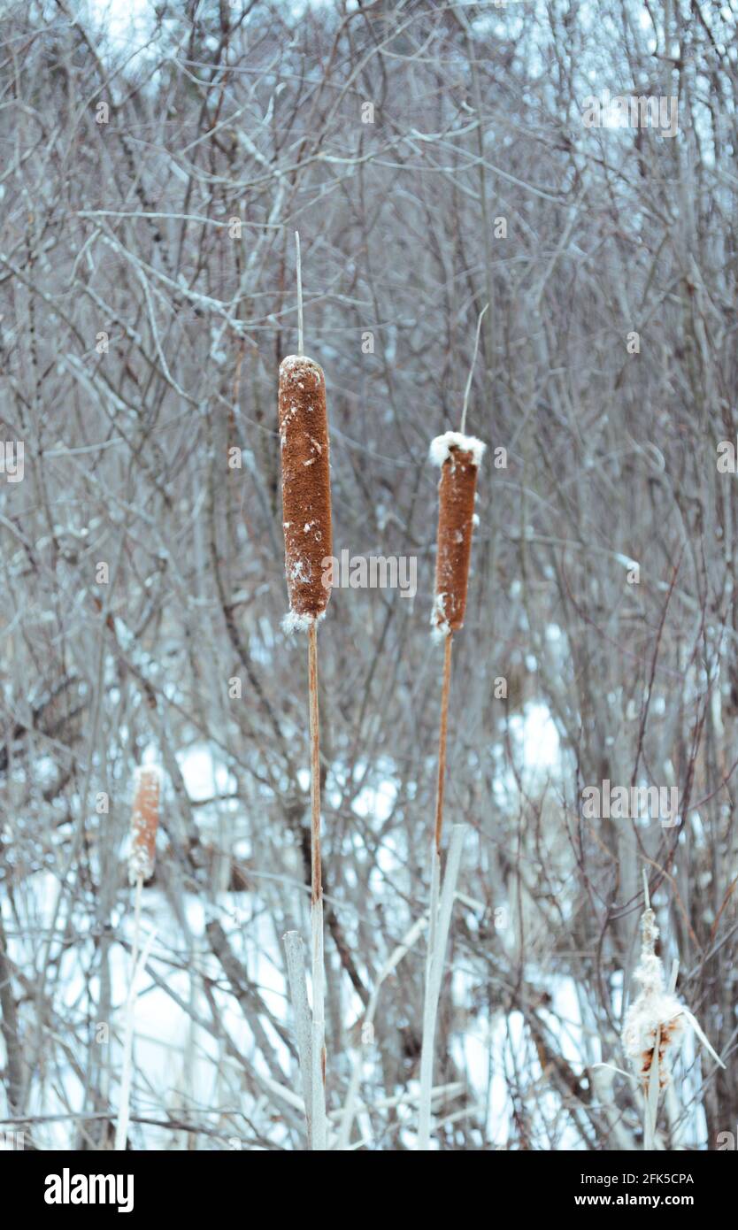 Deux queues de chat en hiver avec neige Banque D'Images