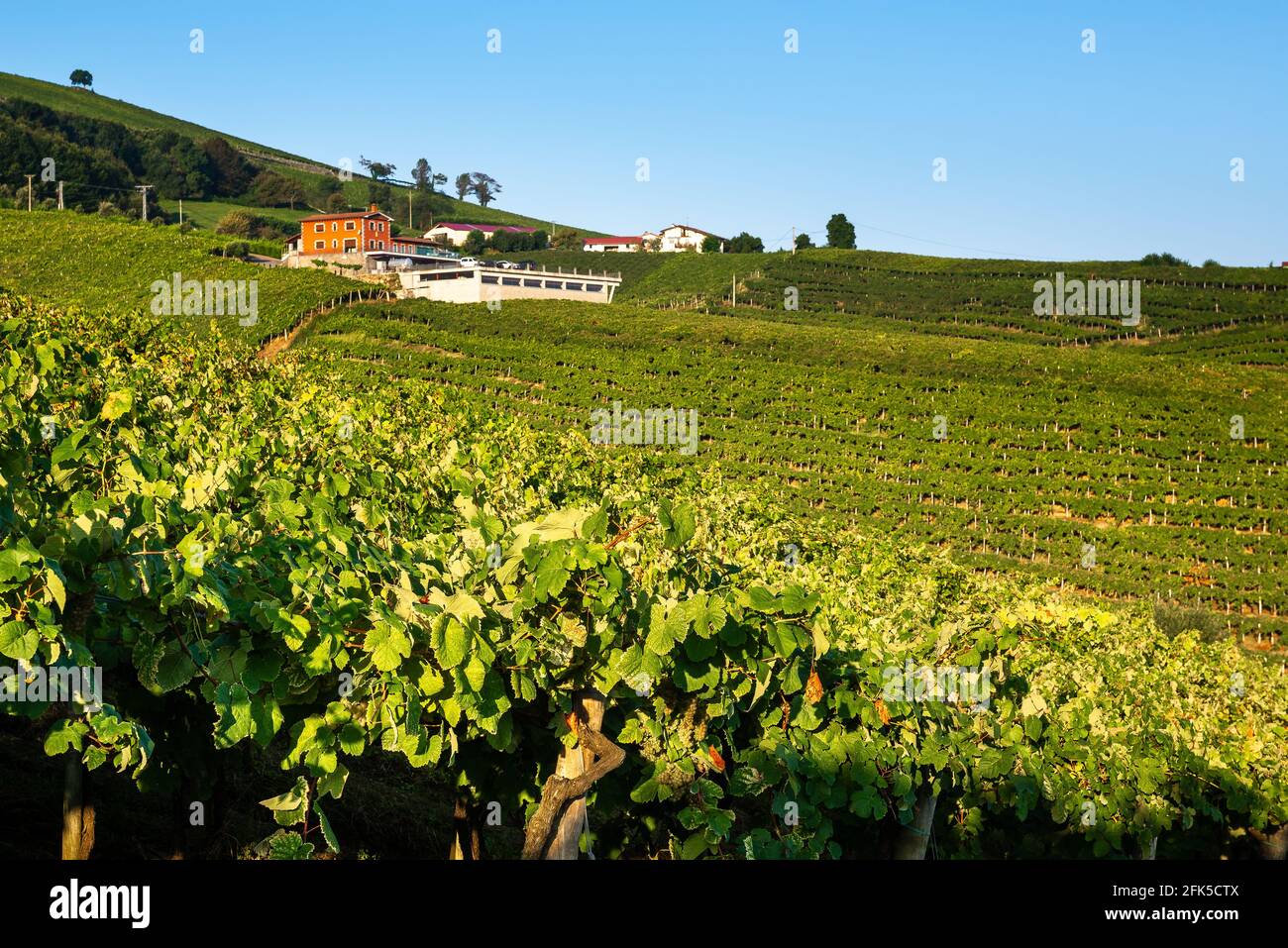 Vin blanc Txakoli vignobles, Getaria, Pays Basque, Espagne Banque D'Images