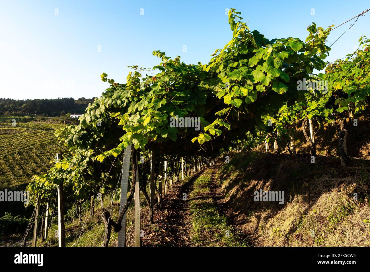 Vignobles de vin blanc de Txakoli, Getaria, Espagne Banque D'Images