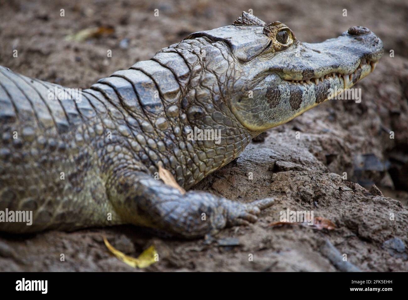 Gros plan sur le portrait du caïman noir (Melanosuchus niger) à Pampas del Yacuma, Bolivie. Banque D'Images