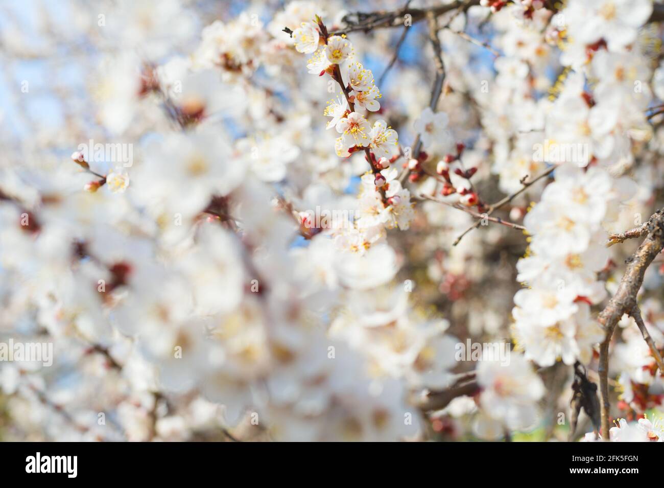 Fleurs printanières d'abricot. Mise au point sélectionnée, flou Banque D'Images