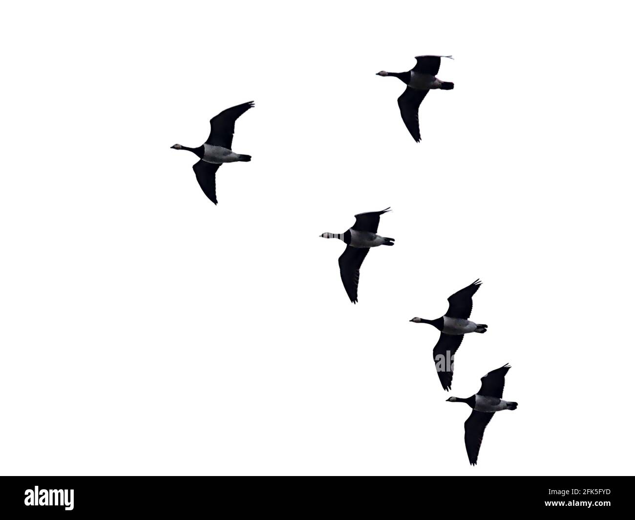 Troupeau d'oies du canada en formation de vol, isolé sur fond blanc ( Branta canadensis) Banque D'Images