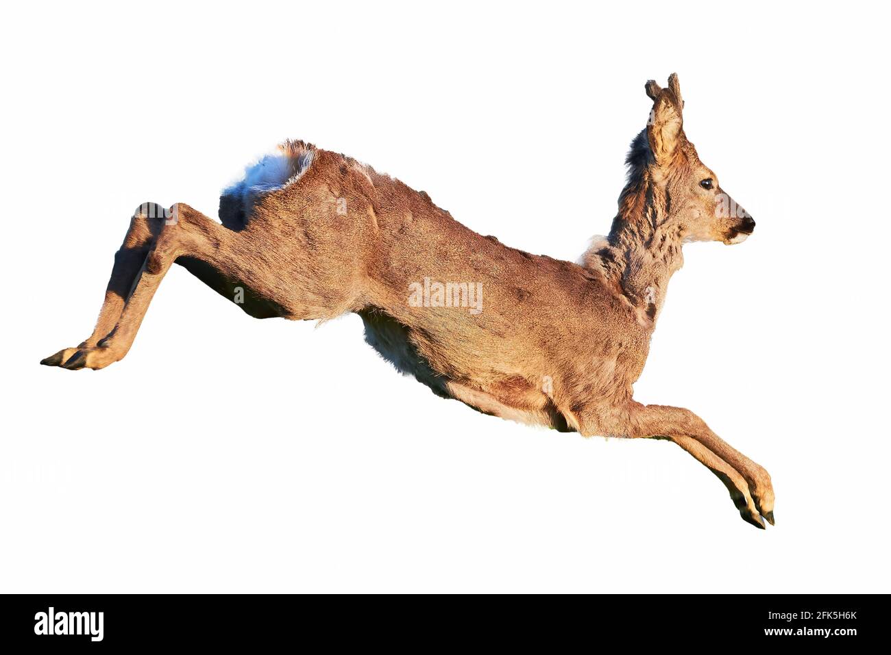 Cerf de Virginie mâle isolé sur fond blanc ( Capranolus capranolus ) Roe européenne Banque D'Images