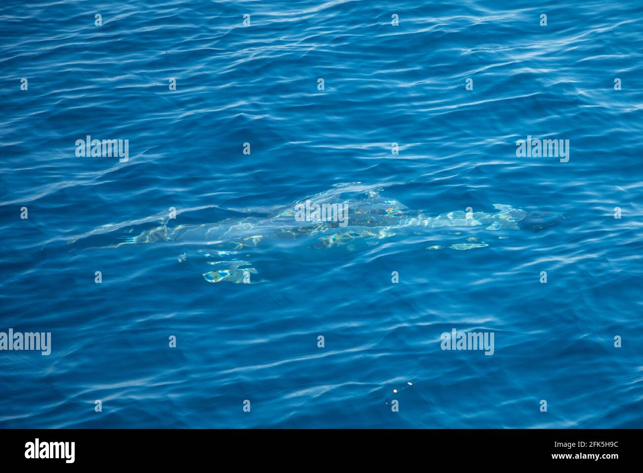 Dauphin sauvage sous l'eau de la mer adriatique près de la croatie coût, Europe Banque D'Images