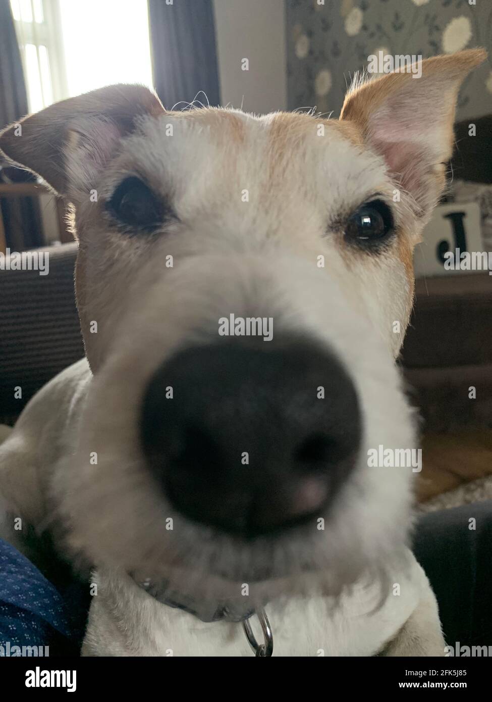 Jack Russell Terrier Banque D'Images