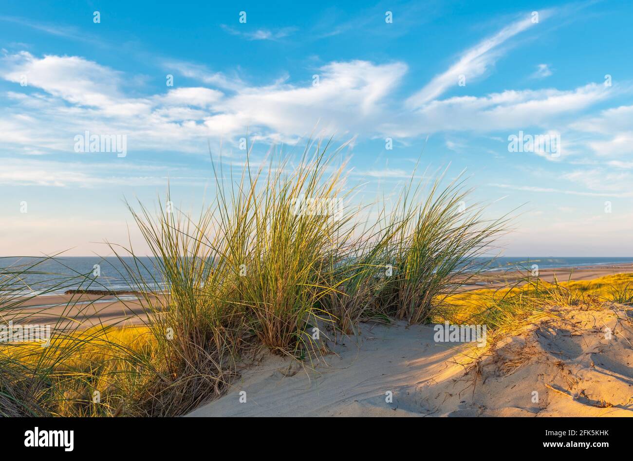 Exposition longue avec mouvement flou de l'herbe de sable au coucher du soleil dans les dunes de sable d'Ostende (Ostende), Belgique. Banque D'Images