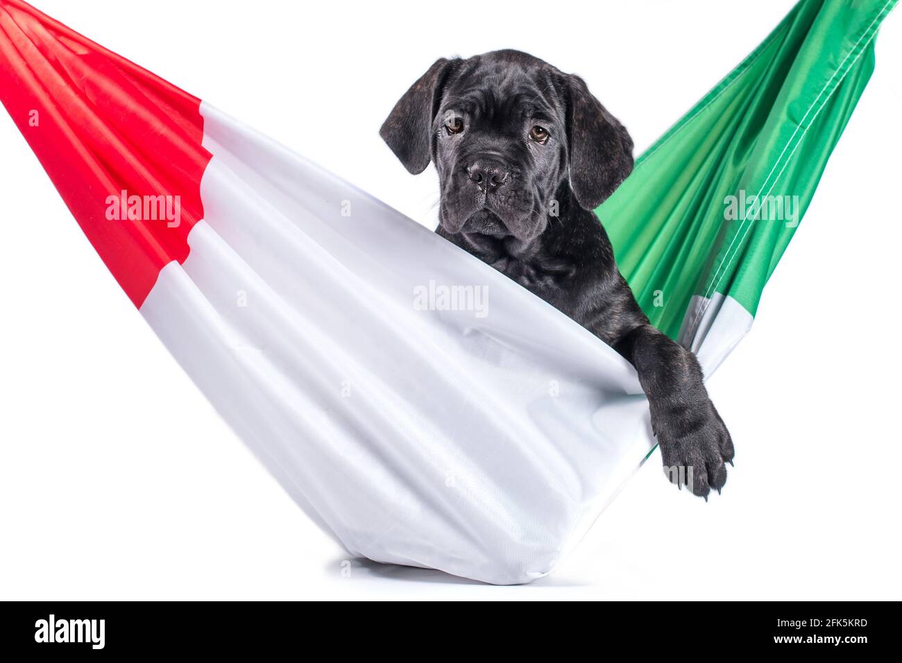la petite canne noire corso chiot ronge un drapeau italien Banque D'Images