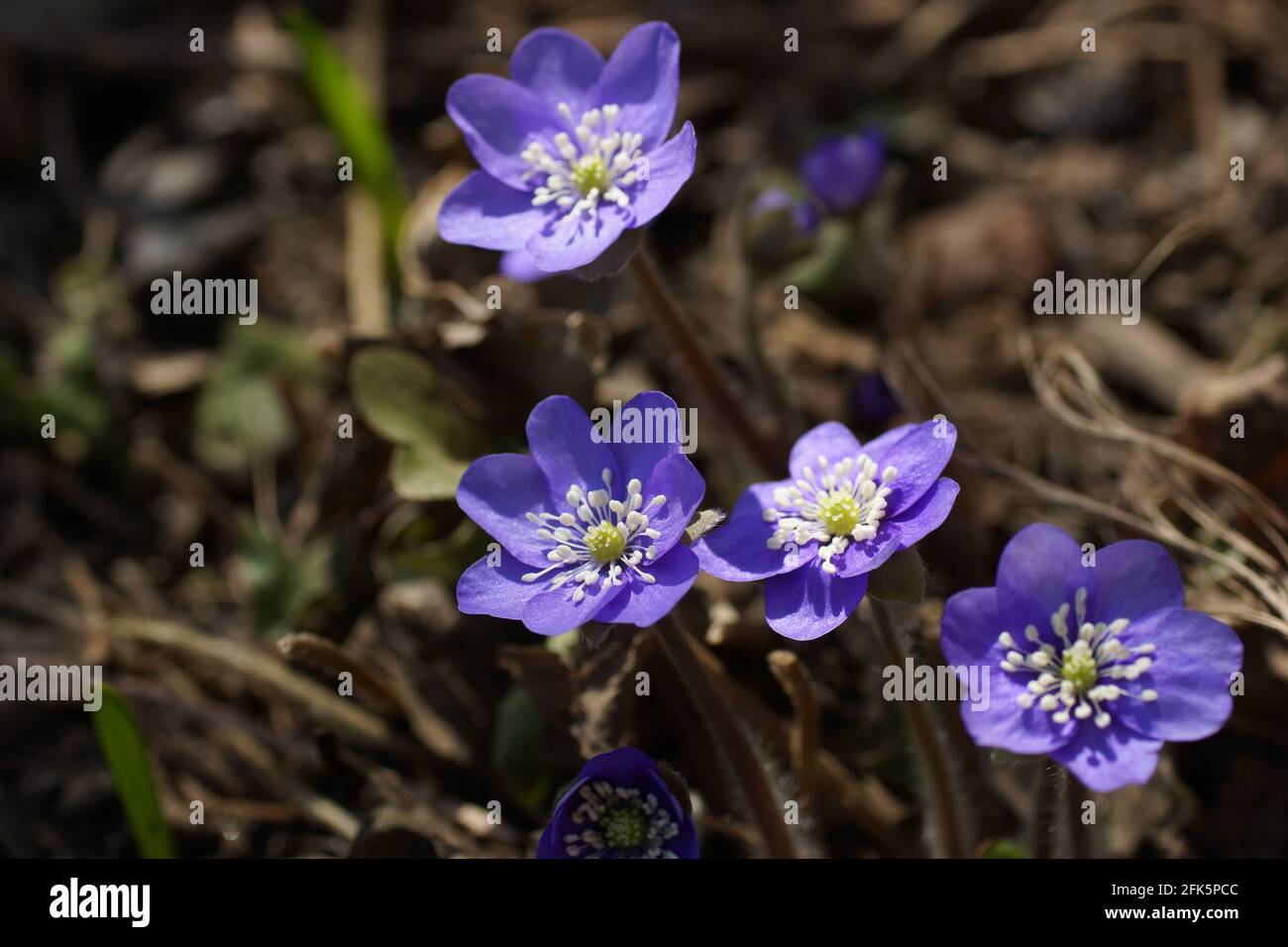 Jardin hepatics Anemone hepatica (hepatica commun, liverwort, kidneywort, pennywort), Hepatica nobilis révélé au début du printemps dans le jardin. Banque D'Images