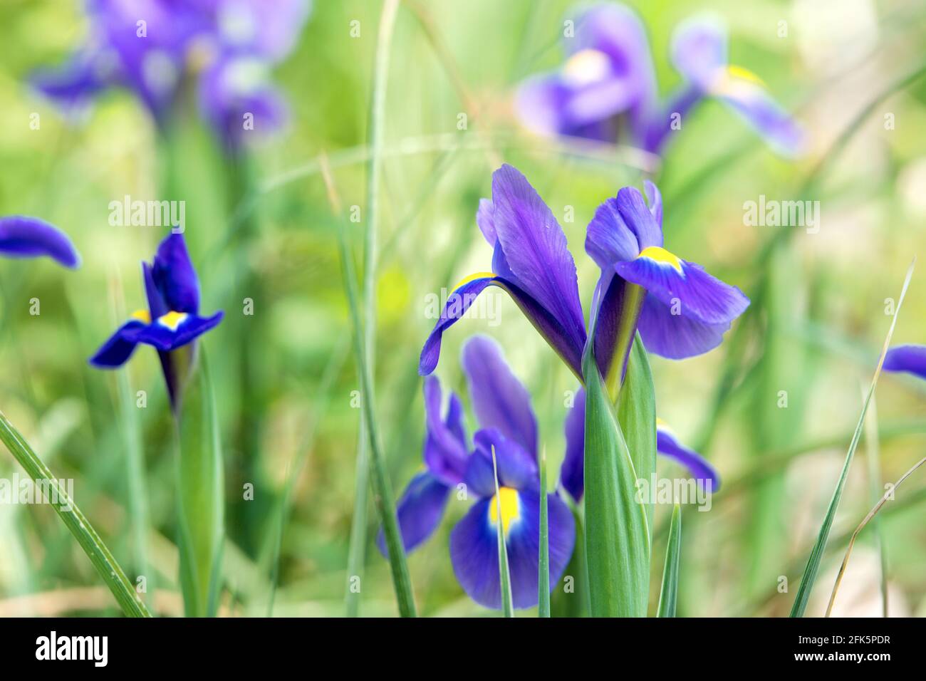 Fleurs de l'iris violet et jaune Photo Stock - Alamy