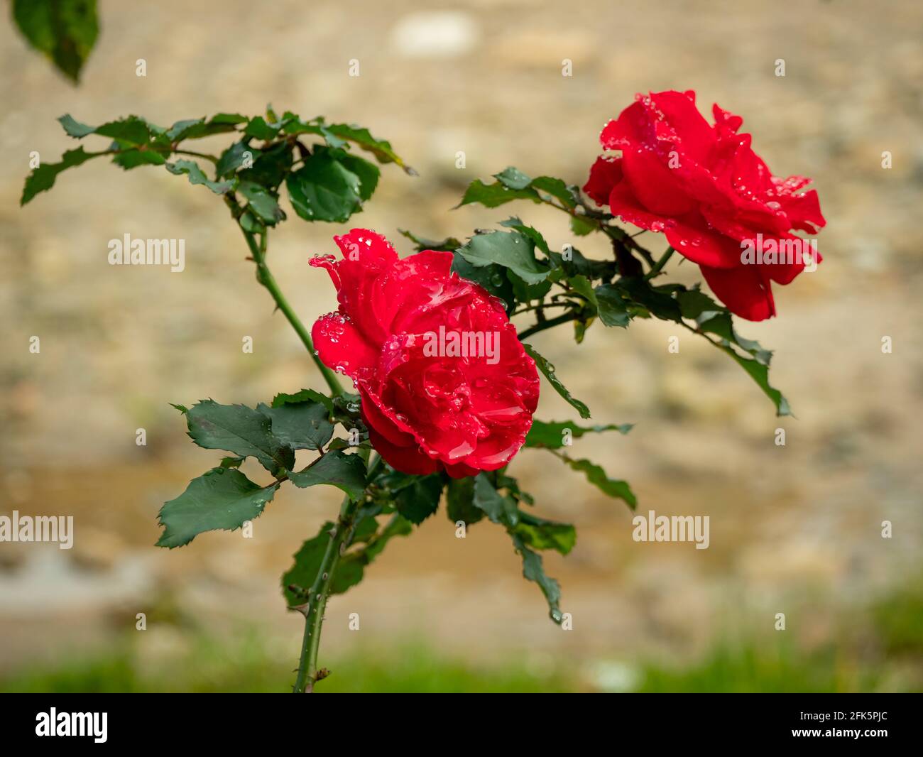 Rose de Chine connue sous le nom de rose Bengale, cramoisi ou Beauté (Rosa chinensis), belles fleurs rouges poussant dans le jardin Banque D'Images