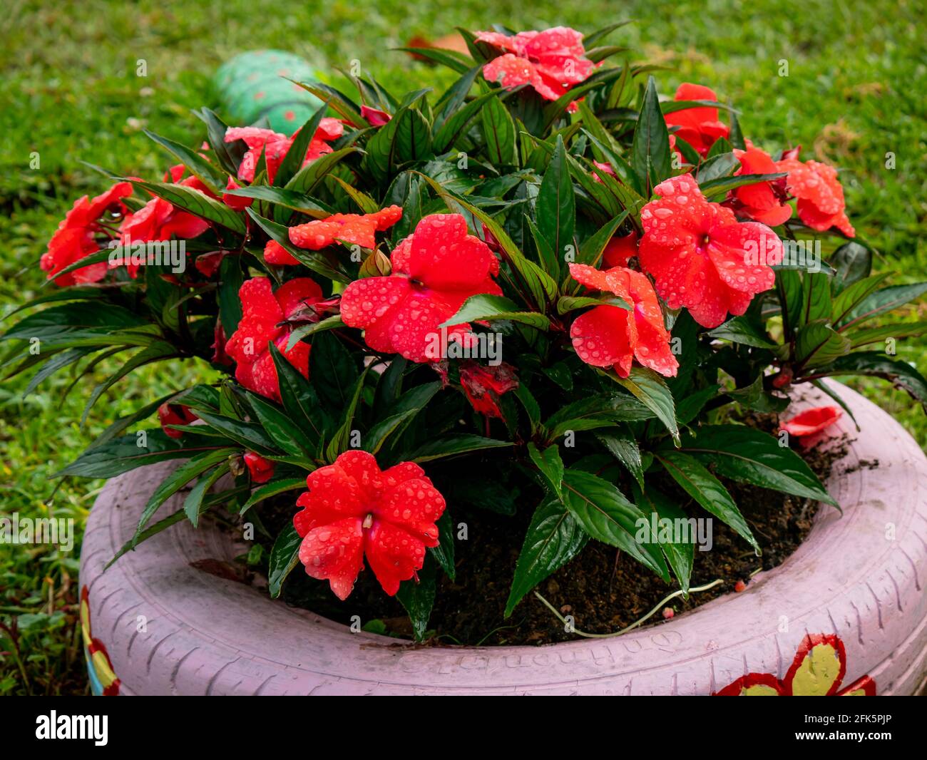 Les Impatiens de Nouvelle Guinée (Impatiens hawkeri), une belle fleur rouge plantée dans un pneu dans un jardin Banque D'Images