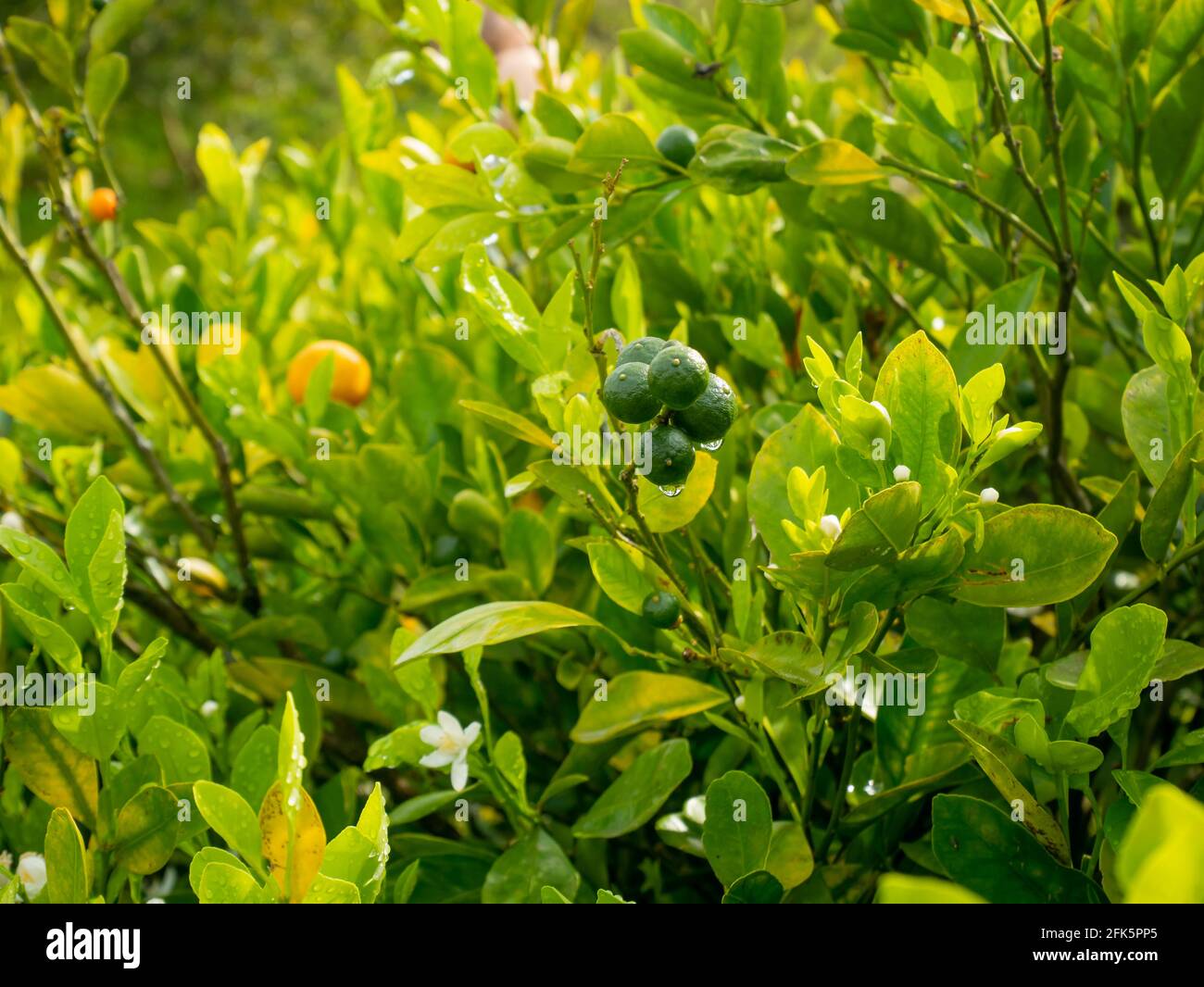 Le citron (Citrus limon), la plante avec quelques fruits suspendus dans le jardin Banque D'Images