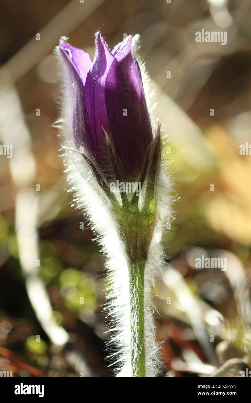 Bourgeon violet d'une fleur sauvage de printemps, le paqueflower est recouvert de poils argentés étincelants au soleil, gros plan à l'extérieur au printemps. Banque D'Images