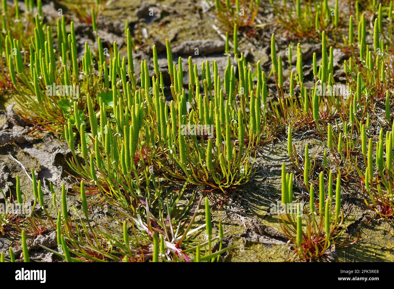 Agrégation de la plante rare et plutôt inhabituelle en fleur, le petit moustail Banque D'Images