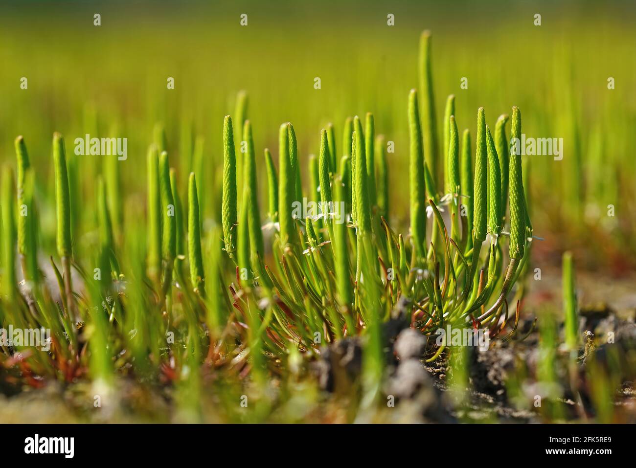 Cliché sélectif de minuscule moustail, myosurus minimus Banque D'Images