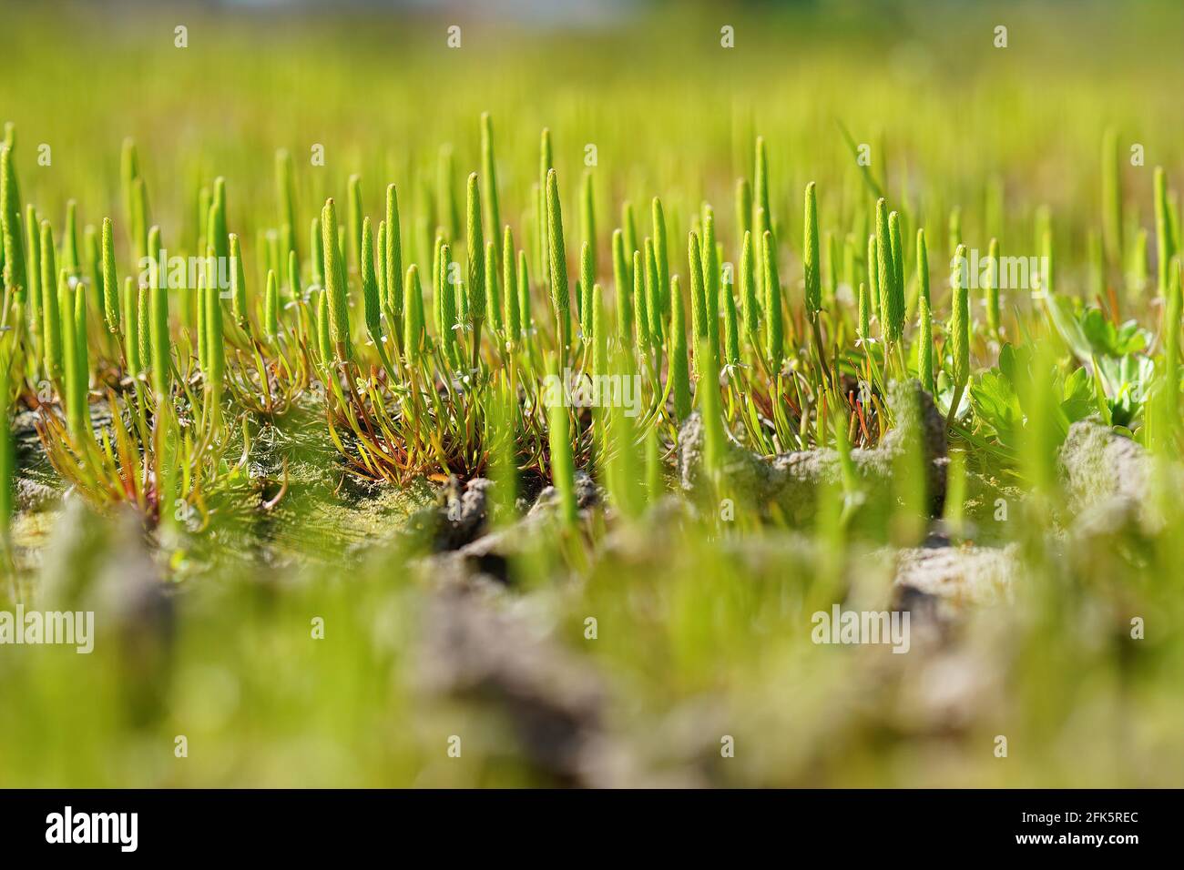 Cliché sélectif de minuscule moustail, myosurus minimus Banque D'Images