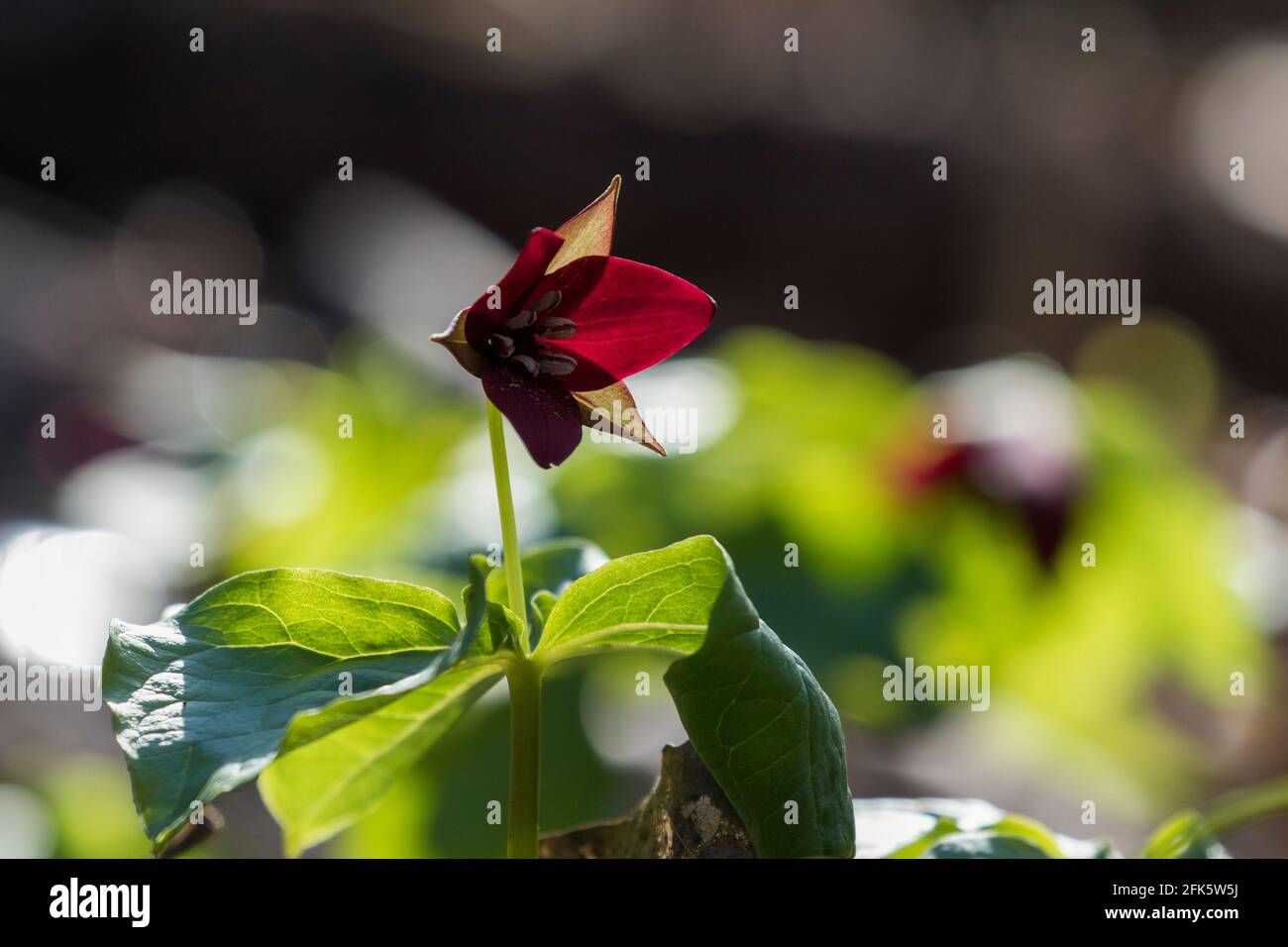 Trillium erectum, le trillium rouge, également connu sous le nom de wake Robin, Purple trillium, Bethroot ou Benjamin puant Banque D'Images