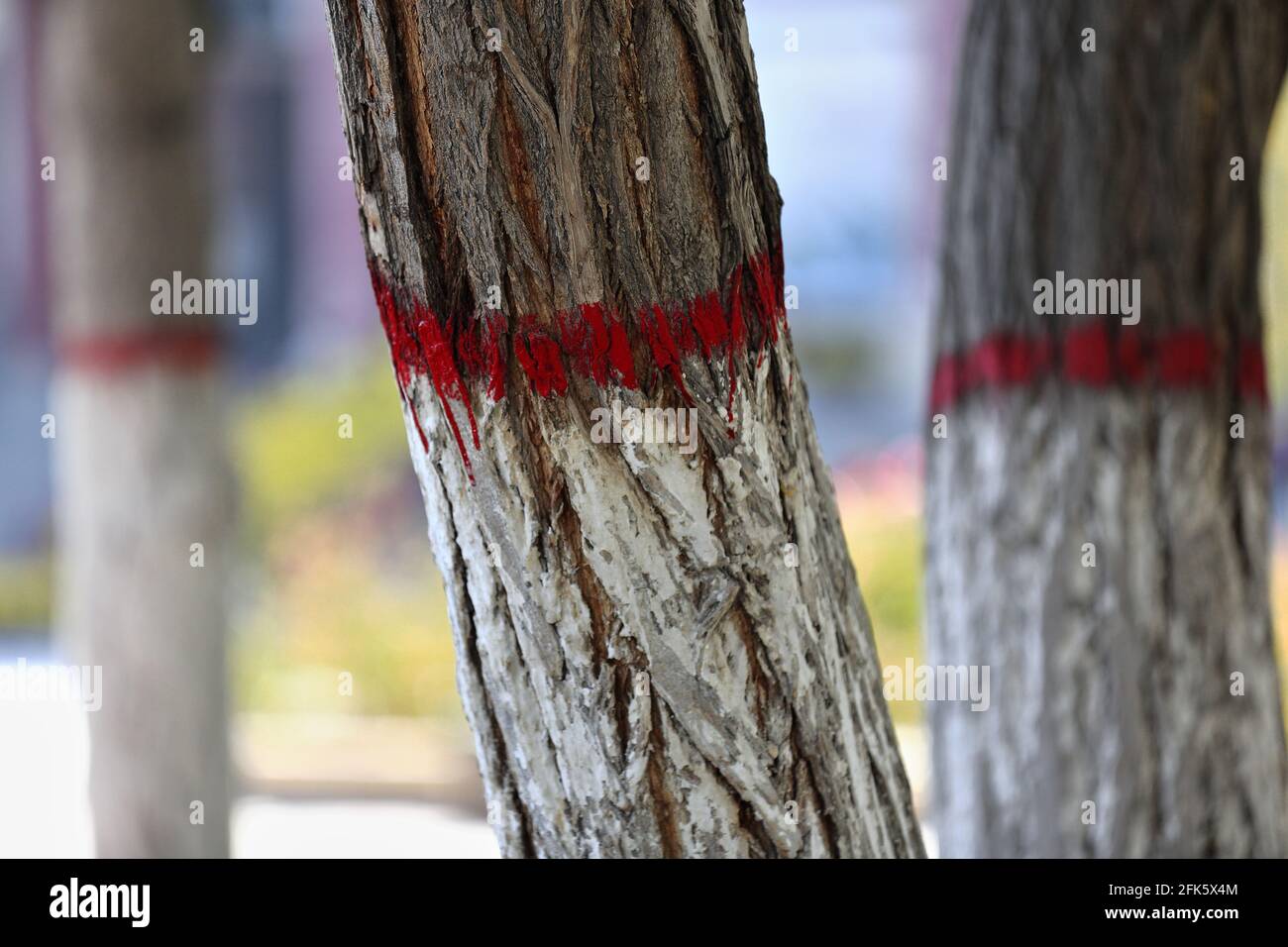 Troncs peints de saules pleurant dans le parc Ganquan. Zhangye-Gansu-Chine-1303. Banque D'Images