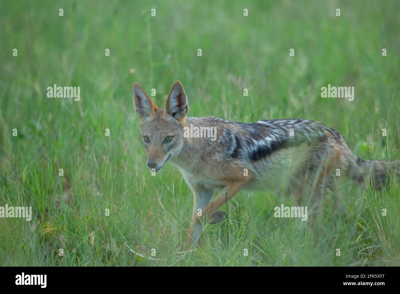 Jackal à dos noir (Canis mesomelas). Debout parmi de grandes herbes attendant que les petits animaux se donnent involontairement comme objets de proie. Banque D'Images