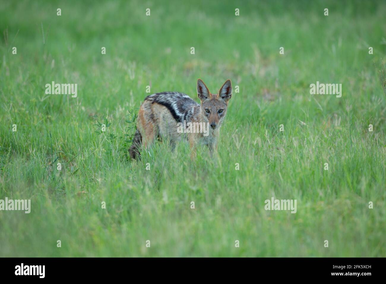 Jackal à dos noir (Canis mesomelas). Debout parmi de grandes herbes attendant que les petits animaux se donnent involontairement comme objets de proie. Banque D'Images
