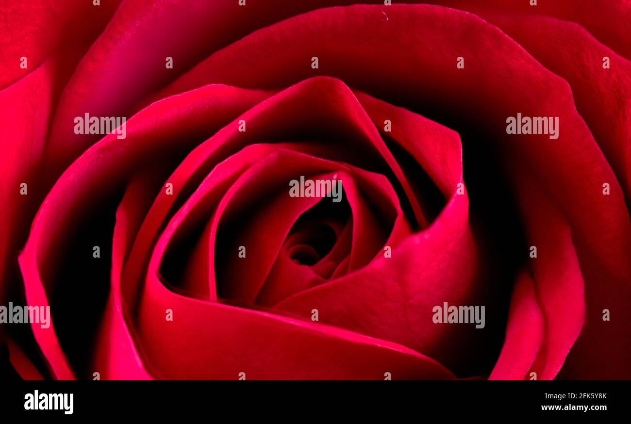 Gros plan d'une seule rose rouge isolée sur un arrière-plan noir utilisant la technique de superposition de photos Banque D'Images
