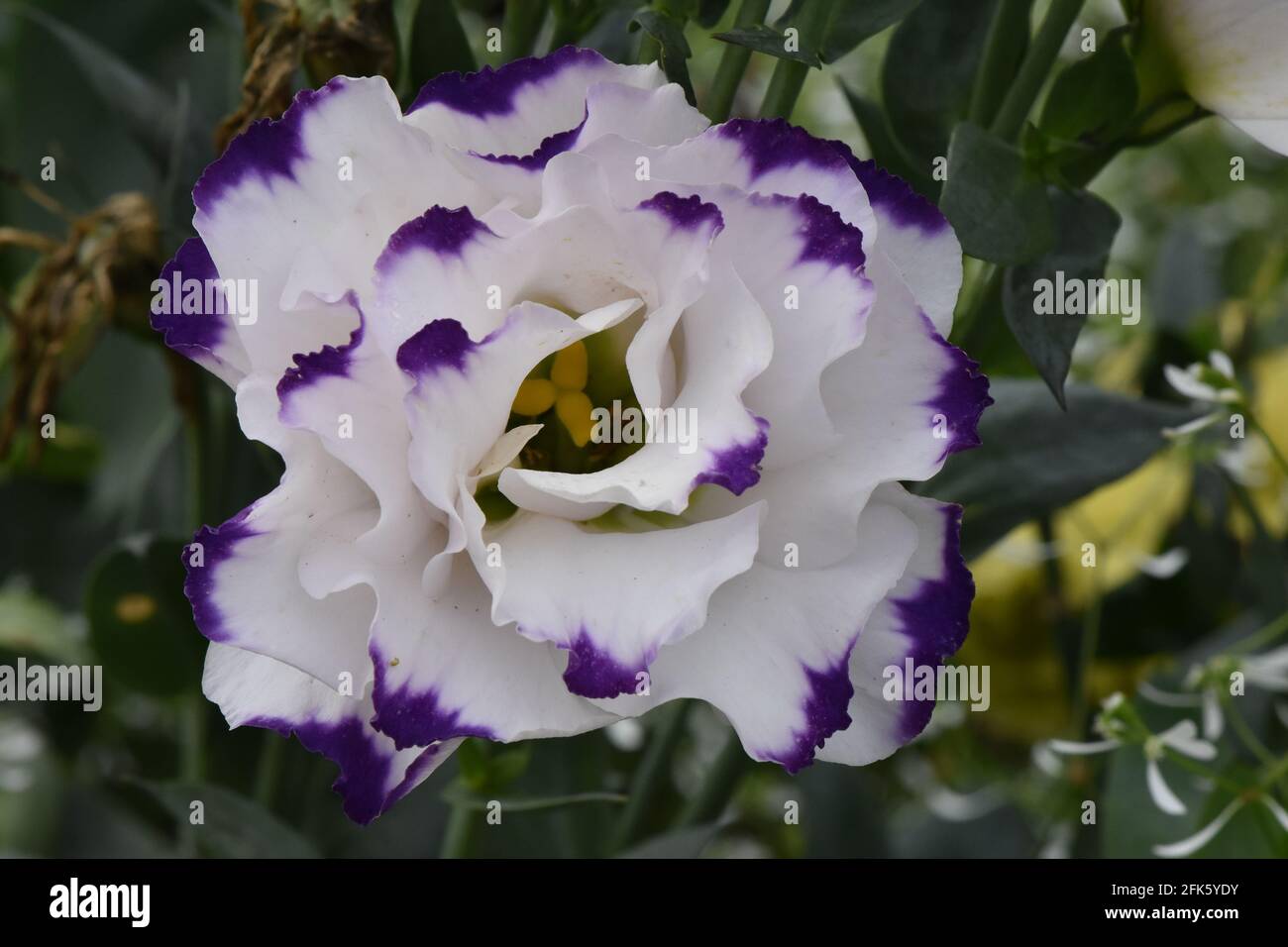 Gros plan de la fleur blanche de Lisianthus à bout violet pétales et fond  vert Photo Stock - Alamy