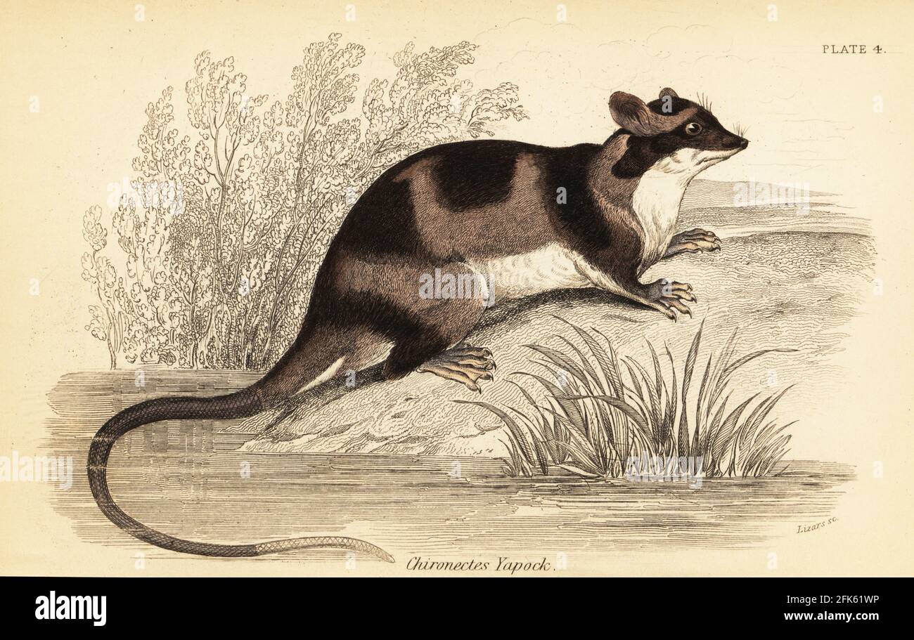 Eau opossum ou yapok, Chironectes minimus. Yapock opossum, Chironectes yapock. Gravure en acier de couleur main par Lizars d’après une illustration de George Robert Waterhouse de son Marsupialia ou de ses animaux pouchés, Volume XI de la Bibliothèque du naturaliste, W. H. Lizars, Édimbourg, 1841. Waterhouse (1810-1888) était conservateur au musée de la Zoological Society of London. Banque D'Images