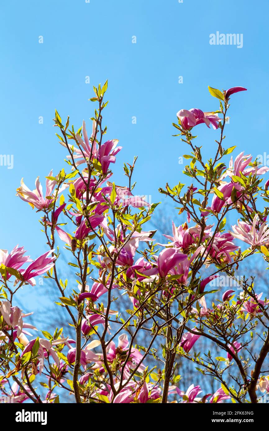 Rose magnolia hybrida George Henry Kern arbre avec fleurs aux jardins de Hampstead Heath Pergola, Londres, Royaume-Uni Banque D'Images