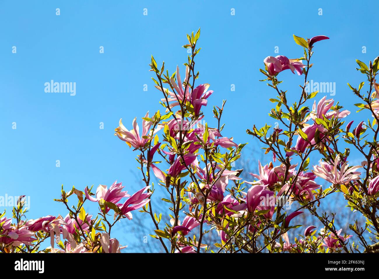 Rose magnolia hybrida George Henry Kern arbre avec fleurs aux jardins de Hampstead Heath Pergola, Londres, Royaume-Uni Banque D'Images