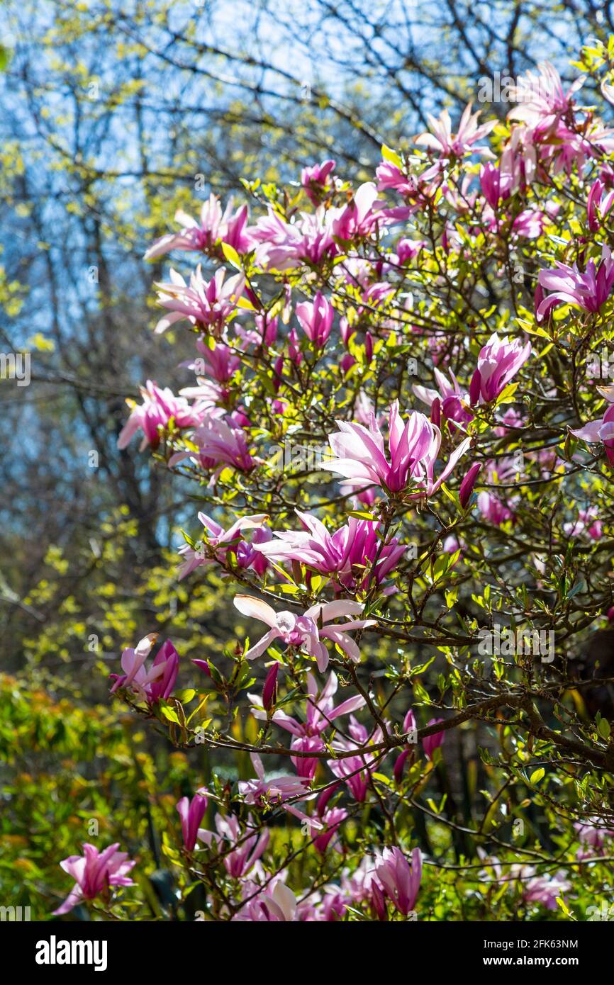 Rose magnolia hybrida George Henry Kern arbre avec fleurs aux jardins de Hampstead Heath Pergola, Londres, Royaume-Uni Banque D'Images