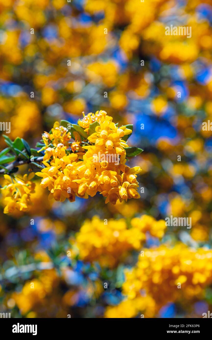 Petites fleurs jaunes dans les jardins Hampstead Heath Pergola et Hill Gardens, North London, Royaume-Uni Banque D'Images
