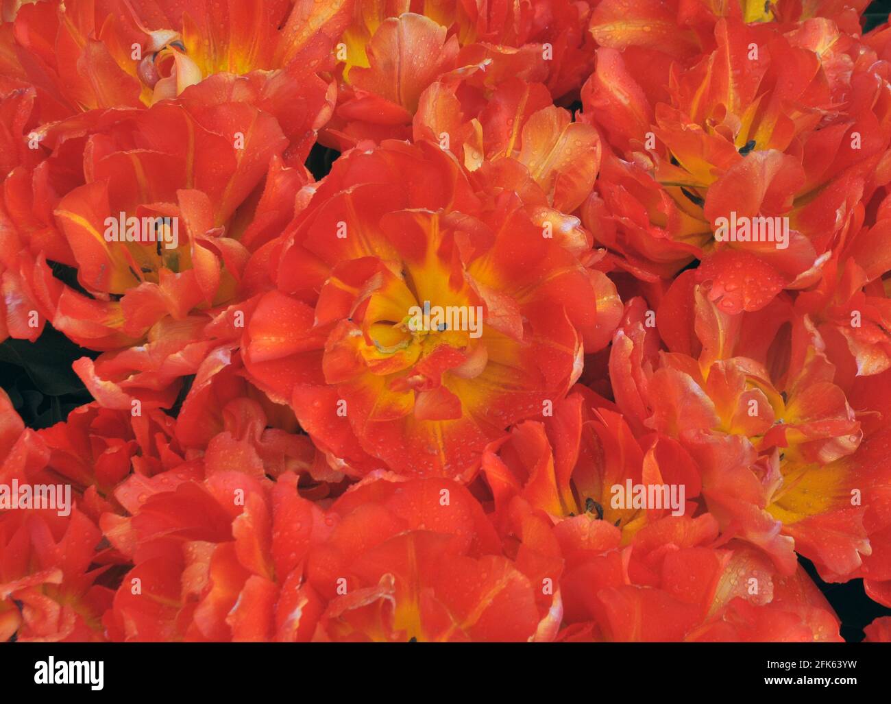 TULIPES DANS LES JARDINS DU CHÂTEAU D'ARUNDEL, WEST SUSSEX PIC MIKE WALKER 2021 Banque D'Images