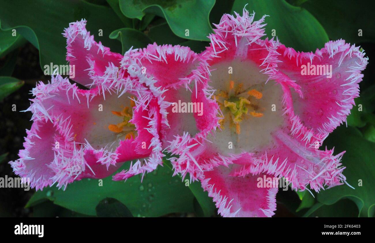TULIPES DANS LES JARDINS DU CHÂTEAU D'ARUNDEL, WEST SUSSEX PIC MIKE WALKER 2021 Banque D'Images