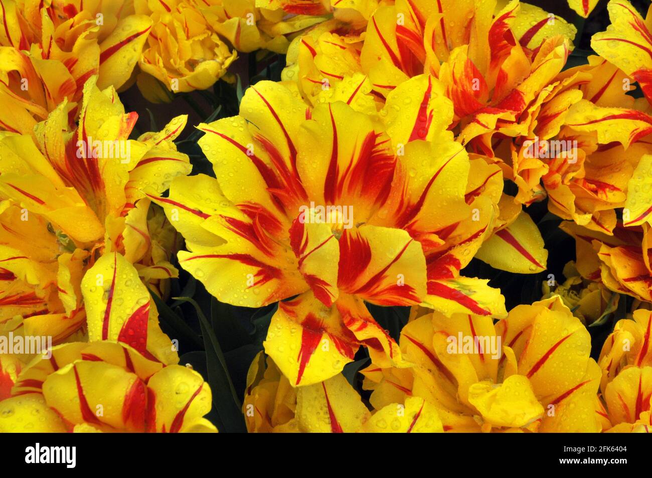 TULIPES DANS LES JARDINS DU CHÂTEAU D'ARUNDEL, WEST SUSSEX PIC MIKE WALKER 2021 Banque D'Images