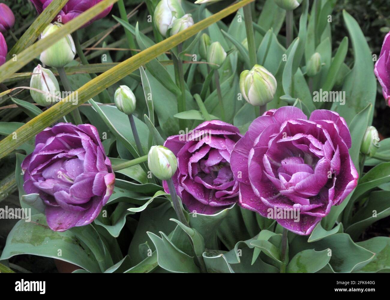 TULIPES DANS LES JARDINS DU CHÂTEAU D'ARUNDEL, WEST SUSSEX PIC MIKE WALKER 2021 Banque D'Images