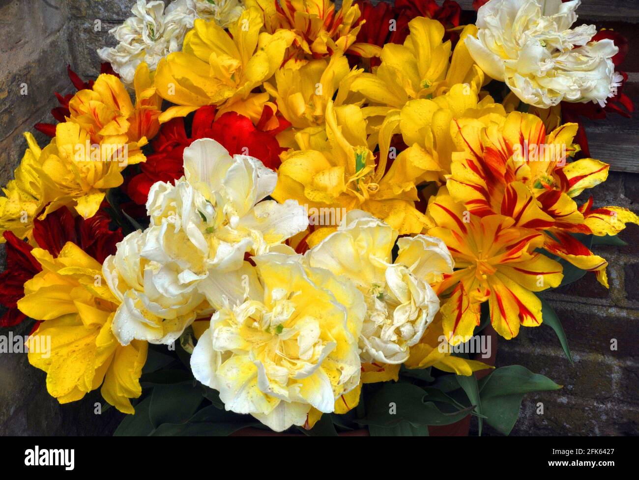 TULIPES DANS LES JARDINS DU CHÂTEAU D'ARUNDEL, WEST SUSSEX PIC MIKE WALKER 2021 Banque D'Images