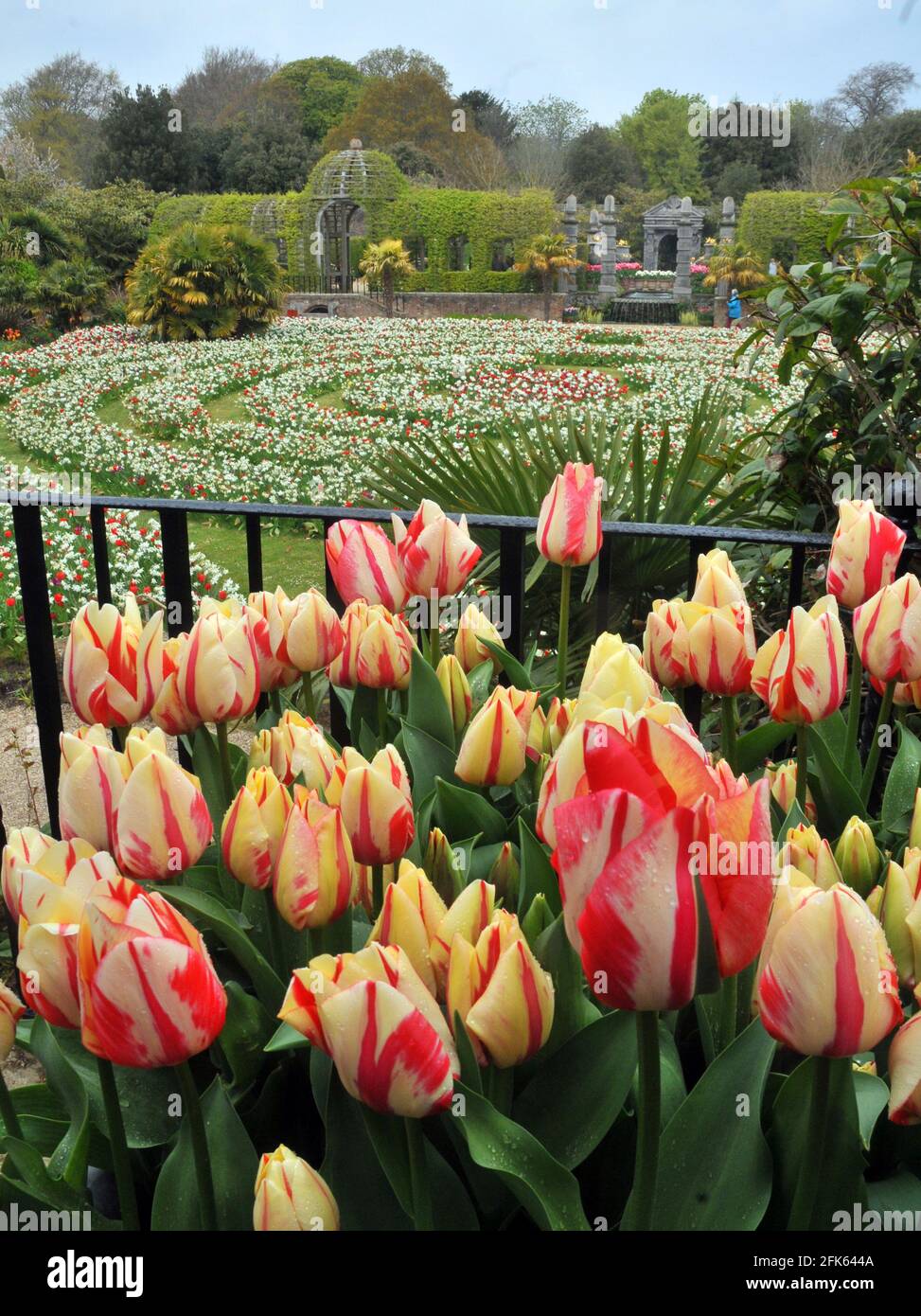 TULIPES DANS LES JARDINS DU CHÂTEAU D'ARUNDEL, WEST SUSSEX PIC MIKE WALKER 2021 Banque D'Images