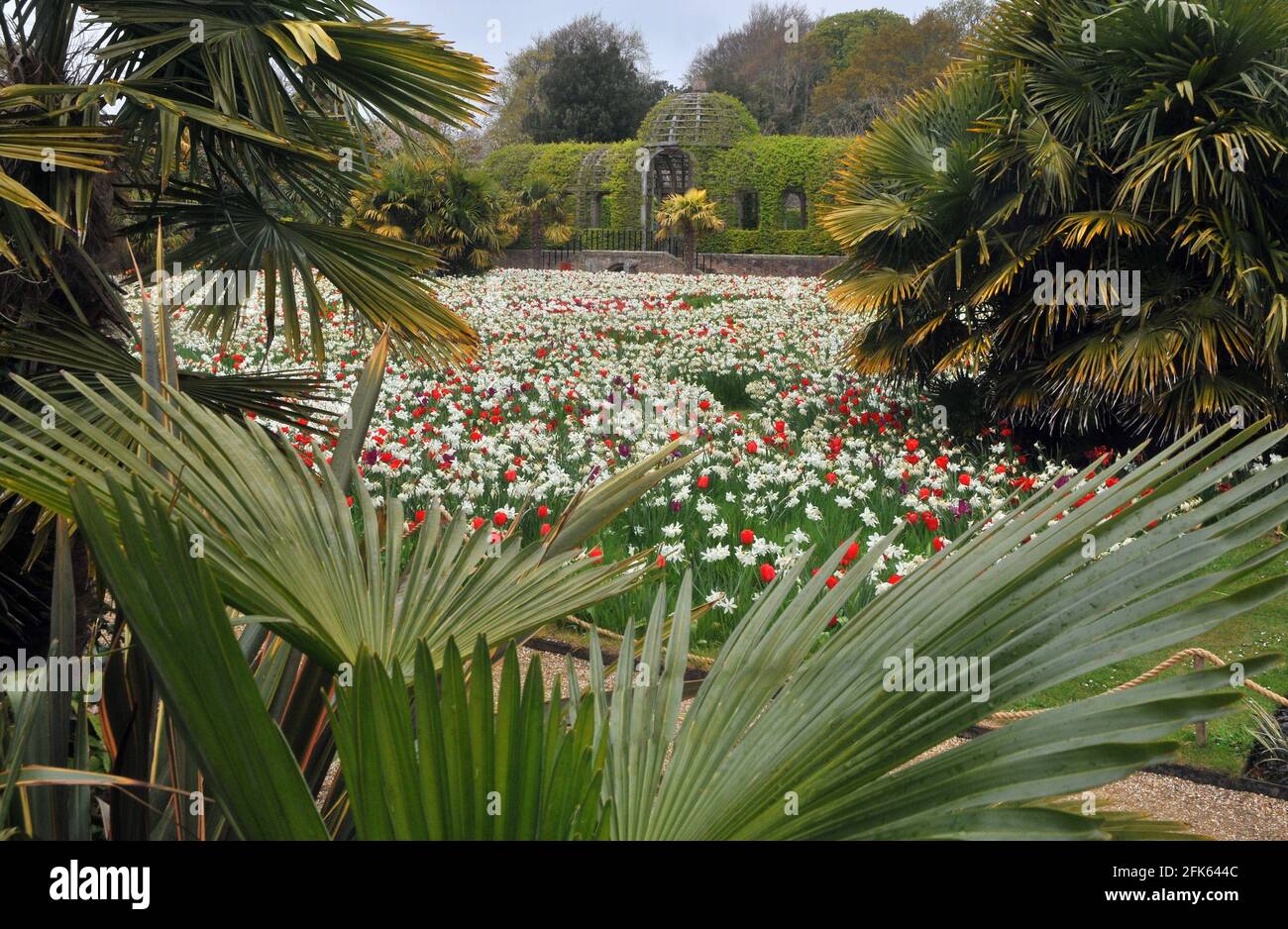 TULIPES DANS LES JARDINS DU CHÂTEAU D'ARUNDEL, WEST SUSSEX PIC MIKE WALKER 2021 Banque D'Images