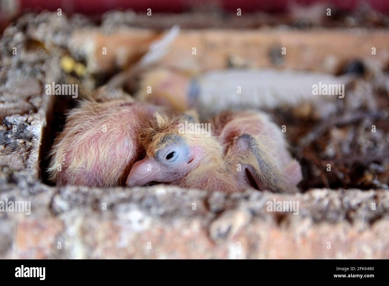 Deux jeunes pigeons âgés de quelques jours de la Djulija dormez dans un nid en cage Banque D'Images