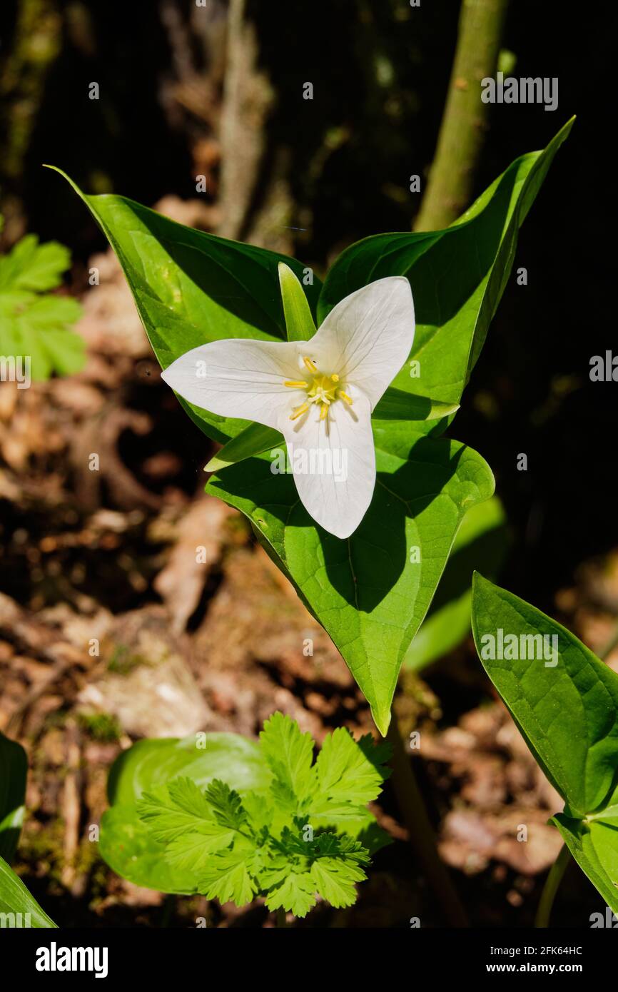 Trillium de l'Ouest... Une étude en trois : les étamines jaunes contrastent avec 3 pétales blancs qui contrastent avec 3 feuilles vertes. Banque D'Images