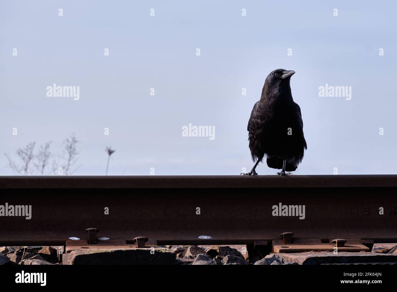 Un regard alerte sur le photographe est capturé par le dessous. Crow se trouve sur une cravate de chemin de fer et est presque silhouetté sur ciel bleu clair Banque D'Images